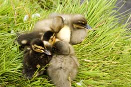 Sussex_Walks17.jpg