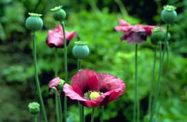 Sussex_Walks31.jpg
