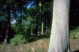 Sussex_Walks38.jpg