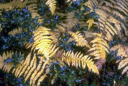 Sussex_Walks43.jpg