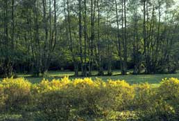 Wilts_Walks31.jpg