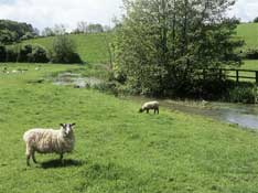 Wilts_Walks32.jpg