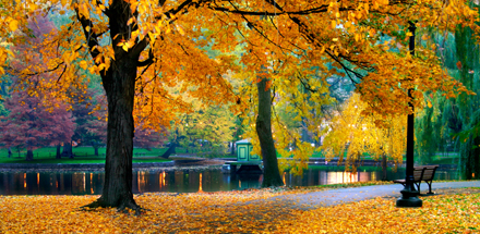 Boston autumn leaves