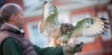 Lainston House Hotel falconry experience