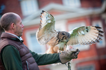 Lainston House Hotel falconry experience