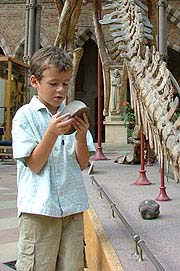 A boy exploring Oxford Museum of Natural History