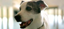 A dog