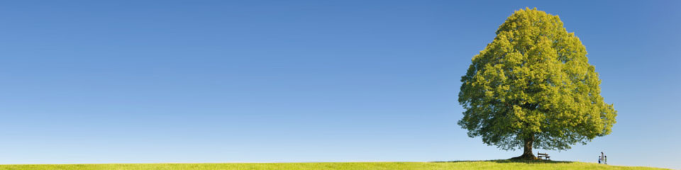 Family walking near a tree
