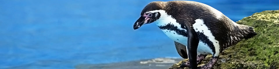 dreamworks penguins of madagascar movie quotes madagascar penguin christmas caper