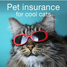 Pet insurance for cool cats
