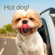 Hot dog!