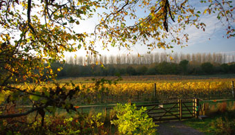 Ridgeview Wine Estate