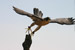 The Falconry taster
