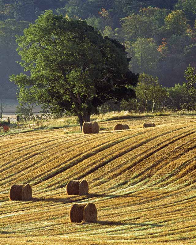 East Dunbartonshire AA