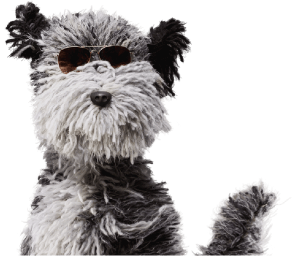 Tukker the AA dog wearing sunglasses