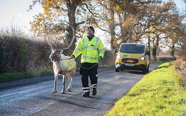 An AA Patrol walking a reindeer in front of yellow van