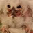 Baby owl