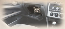 A raccoon in a dashboard