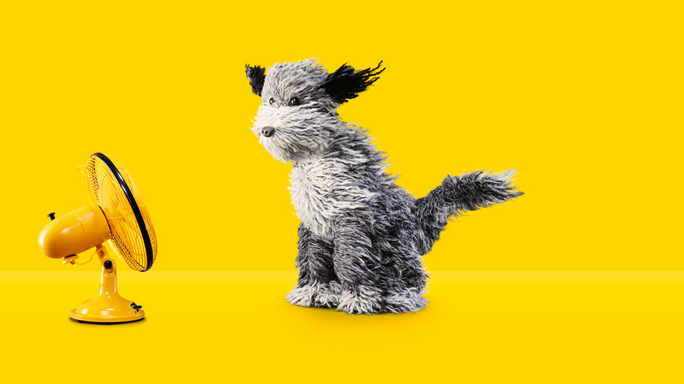 Meet The S Dog Tukker Watch Our Ad The