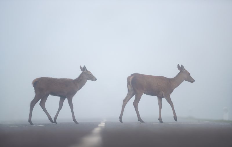 Deer in fog