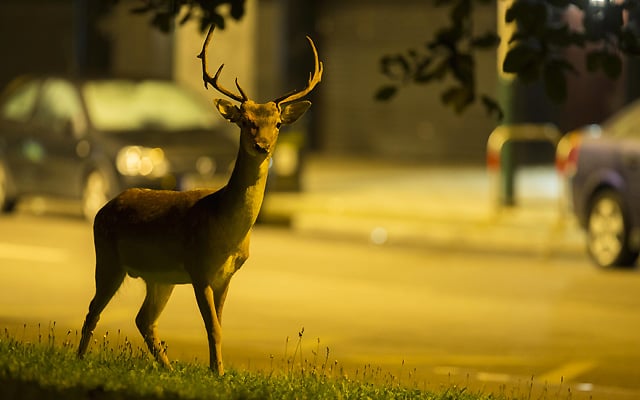 Deer colisions