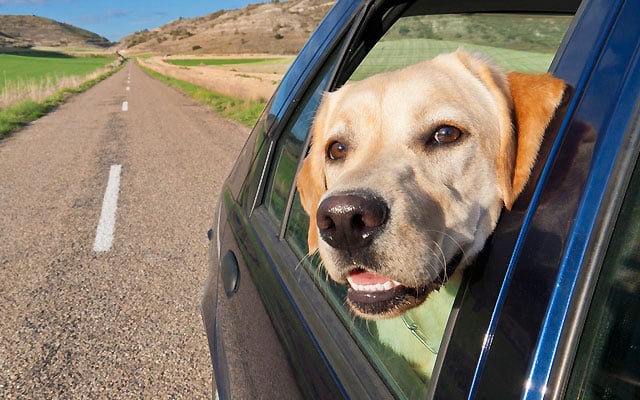 Dogs in cold best sale cars