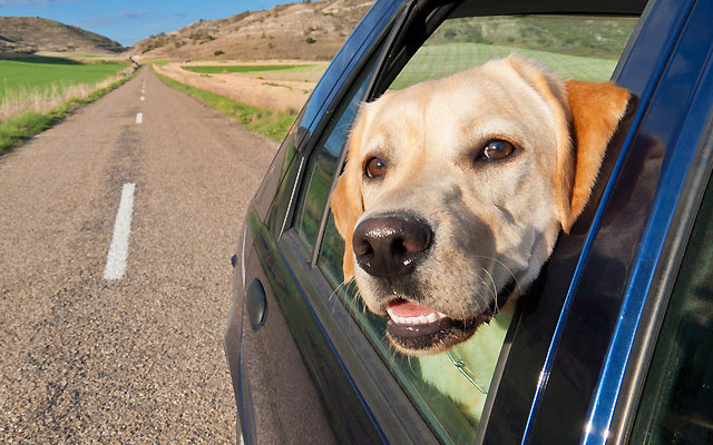 Hot cars can kill dogs
