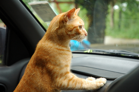 Cat's shouldn't travel unrestrained in cars