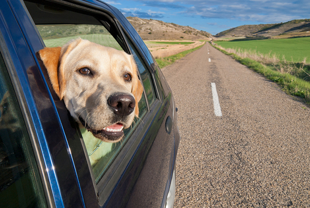 While driving with your dog's head out of the window might be a lovely idea, it's not actually safe for him to travel this way