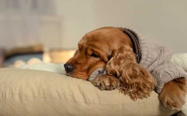 Adorable puppy, a culprit for accidental damage