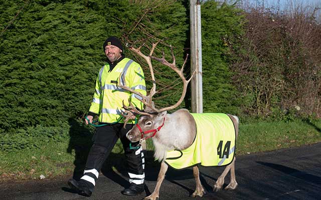Reindeer walking with AA Patrol