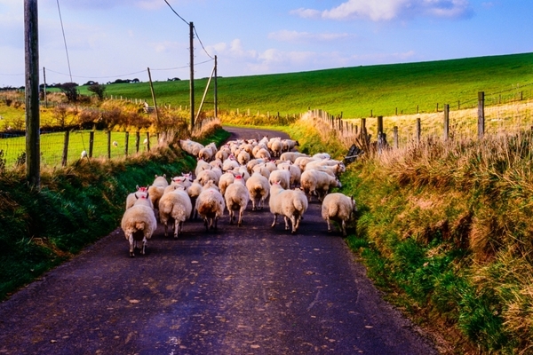 Livestock on country road