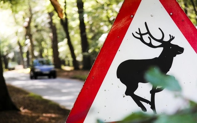 Animal damage and car insurance | AA Insurance Animal damage and car insurance | AA Insurance
