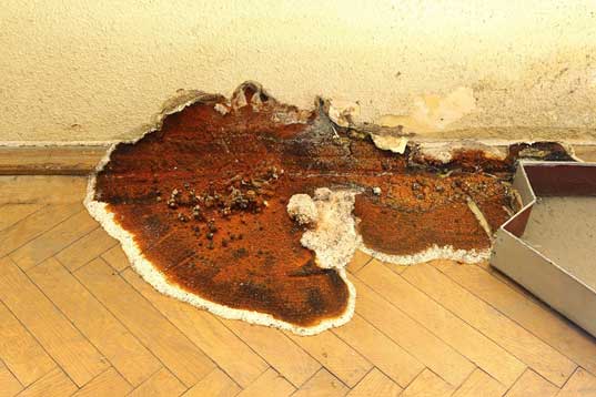 Dry rot