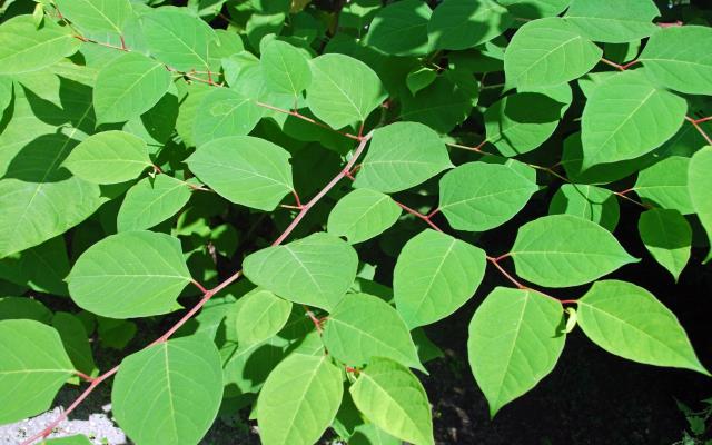 Japanese knotweed leaves and stems